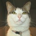 Alvie