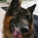 Bruno