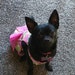 Penelope