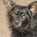 Como Tu, poodle / chihuahua  cross.  Sock thief and will do tricks for a piece of jerkey