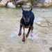Faith - Grace’s European Dobie little Sister