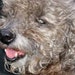 PRANCER the Mountain Poodle