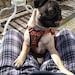 Gertie aka The Gert