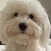 Maddie the Havanese