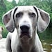 Willow (aka Willie)