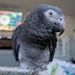 Atticus the African Grey