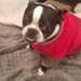 Chapo