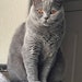 Dua ( My Cat )