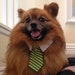 Misha