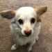 Buddy... RIP