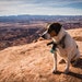Murph (RIP)