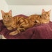 Nacho & Milo aka The Bubsie Boys