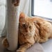 Milo the Cat
