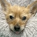 Tootsie Bear (Bearskie)