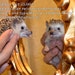 Princess Pricklepants