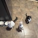 The Mew, Fizzy, and Ghost