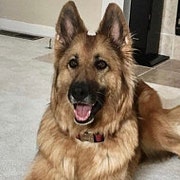 Maggie, Nigora's German Shepherd