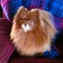 shop-member-photo