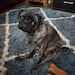 Cujo