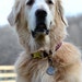Cooper