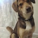 Doogie