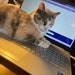 Calico