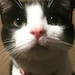 Kit-Kat