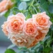 Doris T