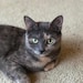 Stormie