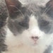 Mork