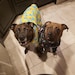 Mason & Dixie