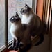 Bugsy and Lily