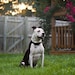 Bohdi – Chief Inspiration Officer