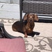 Frank J Palermo & Cookie (our 10 lb. Miniature Dachsund)