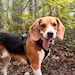 Arlo