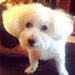 Owen the Bichon