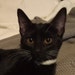 Morgana
