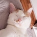 Purr-C