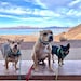 Lulu, Spanky and Chili