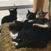 Wednesday, Buffy, and Cooper