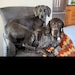 Bella & Luna
