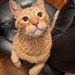 Hobbes (Shop Cat)