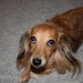 Bella