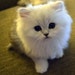 Ember