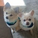 Jax & Bailey