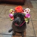 Harley Doodle Poodle