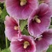 Susan Davis