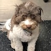 Maggie