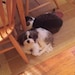 Our furry children Pippy. Sadly, we lost our baby Pugsley last November 1st. We miss him everyday.