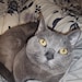 Zoe